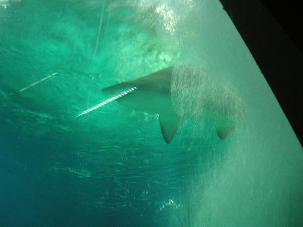 A shark swims behind green aquarium glass under cold light