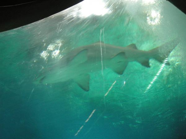 Shark swims over the aquarium glass tunnel, light filtered through water
