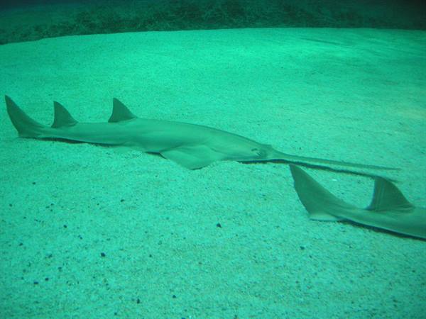 Sawfish resting on pale sand in green water, another fin nearby