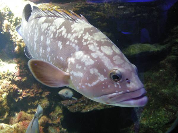 Spotted grouper swims among reef rocks in an aquarium, blue light on fins