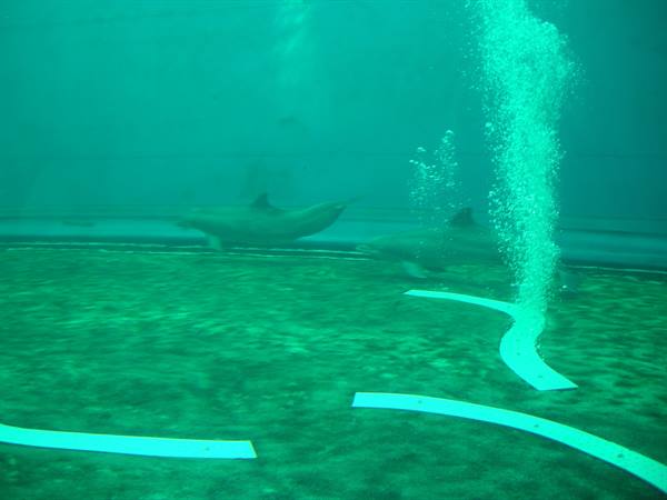 Two dolphins swim in a tank, underwater glass and green bubbles