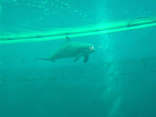 Dolphin swims underwater in green pool with floating tube