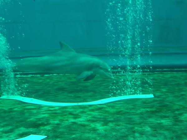 Dolphin swims in an aquarium tank among air bubbles and green light