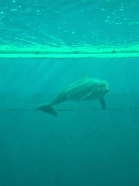 Dolphin swims underwater in green pool with net and surface light