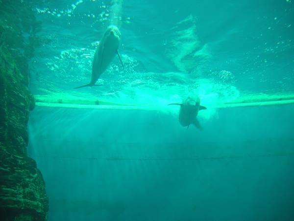 Two dolphins swim underwater in a green pool with rocky wall