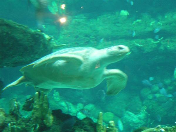 Sea turtle swims among corals in aquarium tank, green light