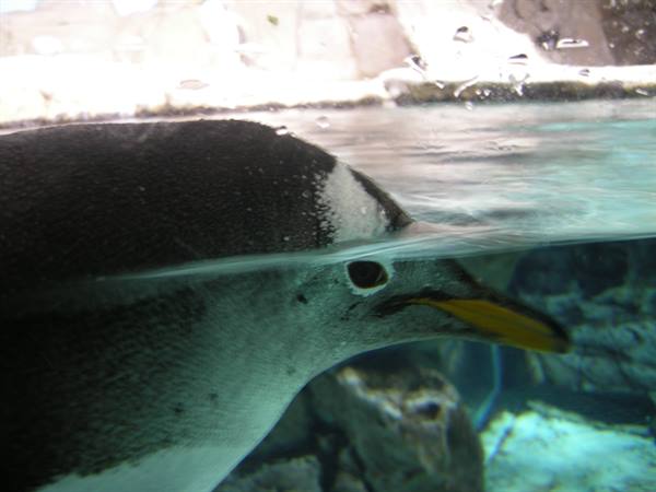 Penguin half submerged in clear aquarium water, yellow beak visible below the surface