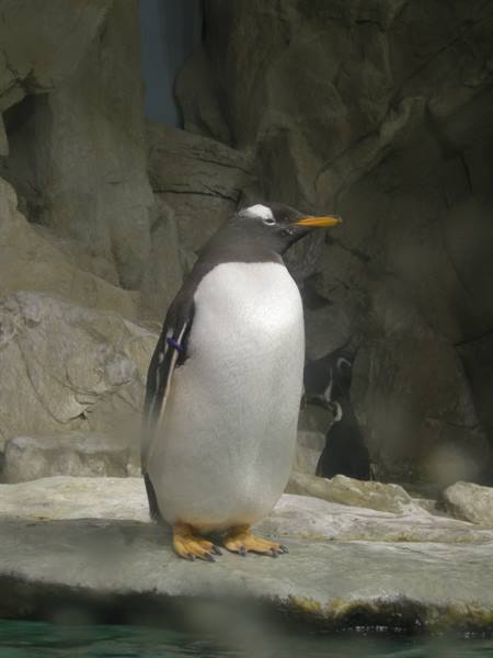 Gentoo penguin standing on a rock in front of rocky enclosure