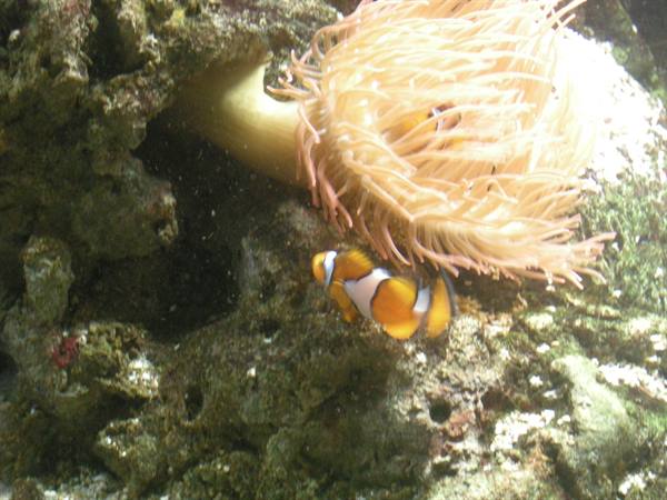 NEMO!!!