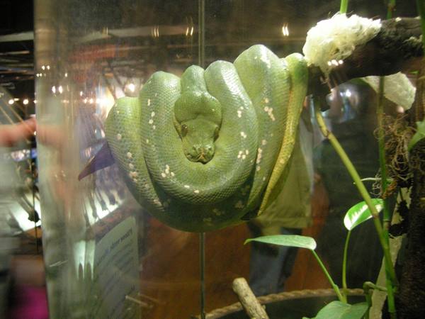 Green snake coiled on a branch inside a glass terrarium