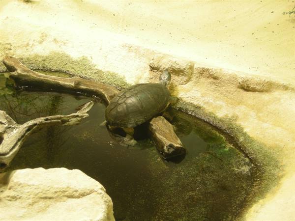 Turtle resting on a log in a small water pool with rocks