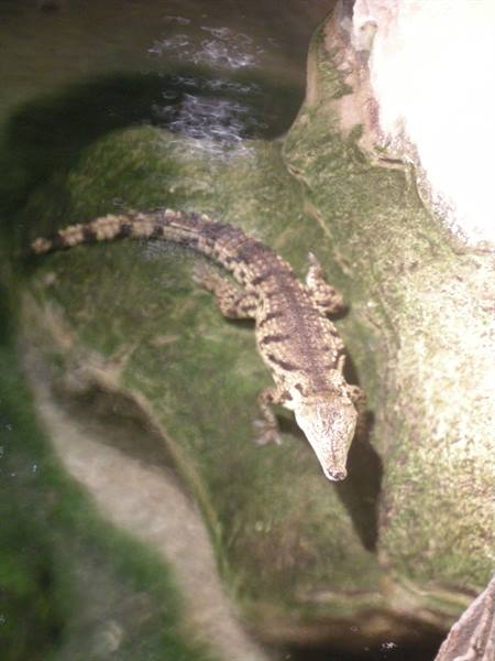 Small crocodile resting motionless on a mossy rock beside water