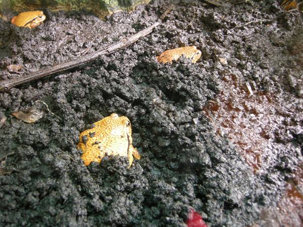 Yellow frogs half-buried in dark mud, among twigs in natural light