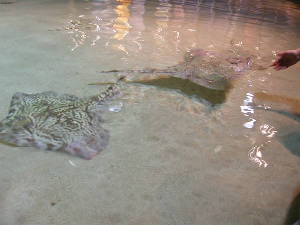 Hand touching stingrays in a shallow aquarium touch pool