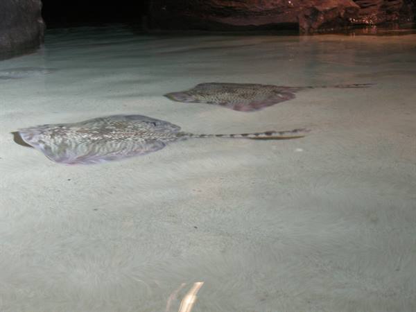Two stingrays glide over shallow sandy water near a dark rocky cave