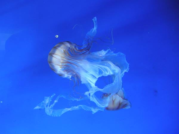 Jellyfish with long white tentacles swimming in blue lit water