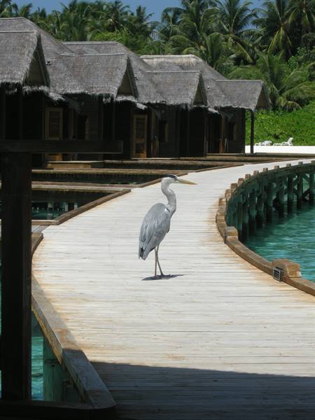 Grey heron standing on wooden boardwalk toward overwater bungalows with thatched roofs