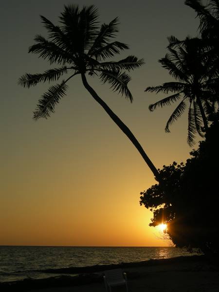 Palm trees silhouetted at sunset over the sea