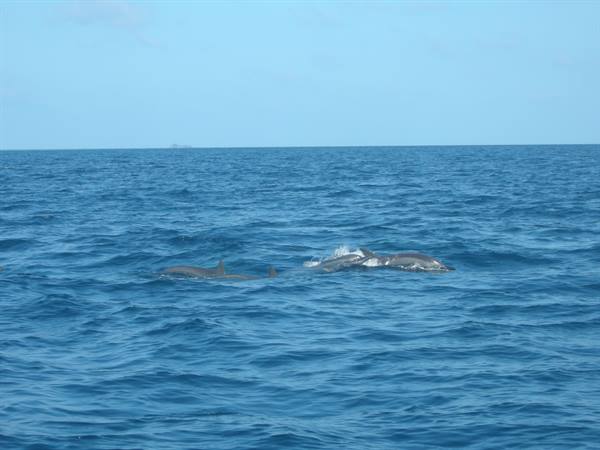 Dolphins