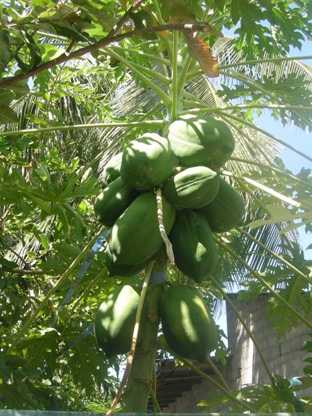 Mango