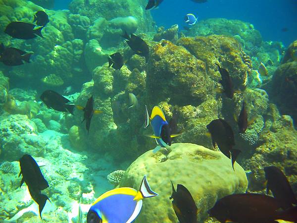 Blue surgeonfish among corals and dark fish in emerald water