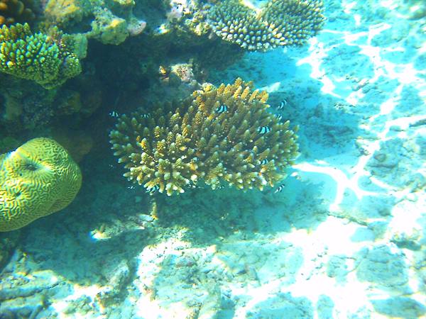 Branching and brain corals with striped fish, sunlight dappling shallow water