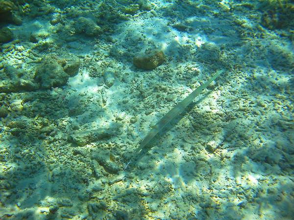 Trumpetfish swims over sandy rocky seabed in clear shallow water