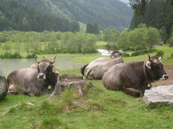 Cows with bells resting on grass beside a mountain pond