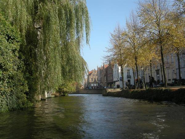 Weeping willow over a canal lined with historic houses, Bruges