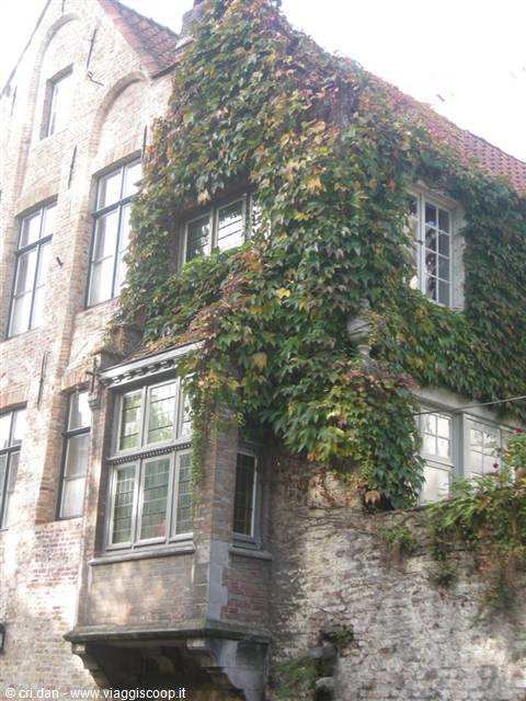 Medieval brick house covered in climbing ivy with bay windows, Bruges