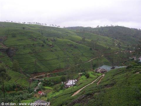 NUWARA ELIYA tea plantations