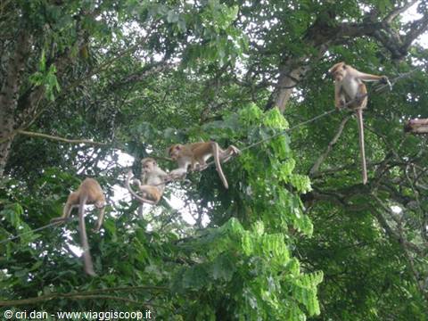 Monkeys playing on an electric wire among lush green trees