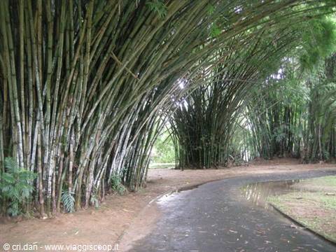 Kandy - royal botanical gardens