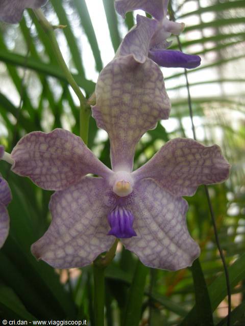 Kandy - royal botanical gardens