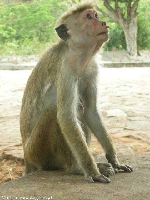 Monkey sitting on a rock looking up, green trees in the background
