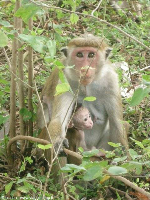 Monkey with baby nestled among green branches in the bushes