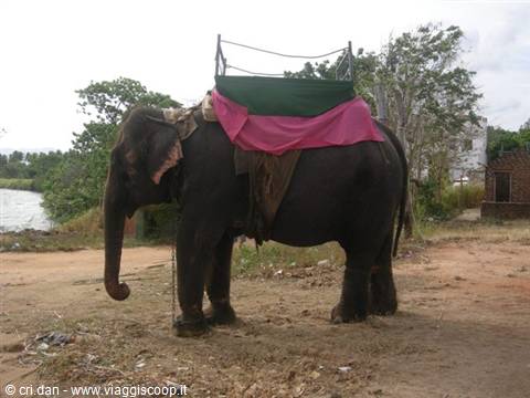Elephant with pink and green riding seat on dry ground near a small lake