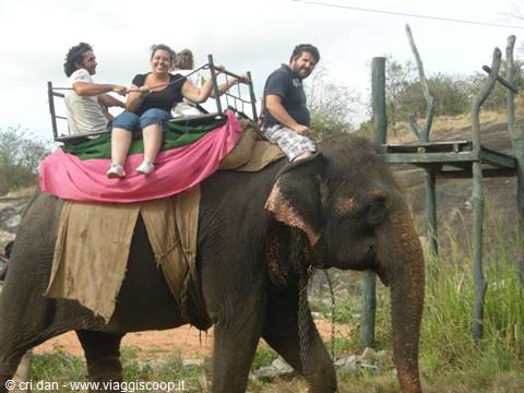 Tourists strapped in a saddle ride an elephant along a grassy path