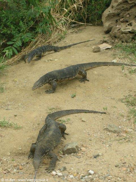 Three monitor lizards walking on sandy path between grass and rocks