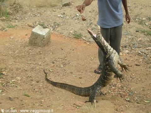 Man feeds a monitor lizard standing upright on sandy ground, mouth open