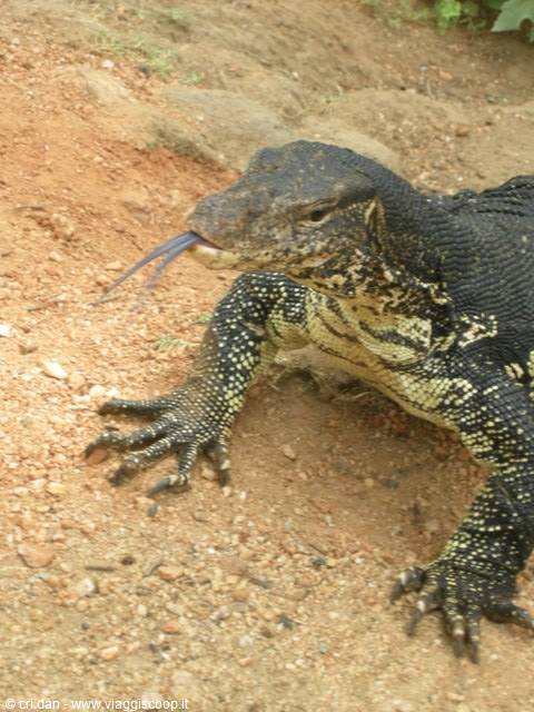 Monitor lizard with forked tongue on sandy ground, natural light