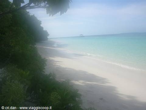 White sand beach with trees in foreground and turquoise sea
