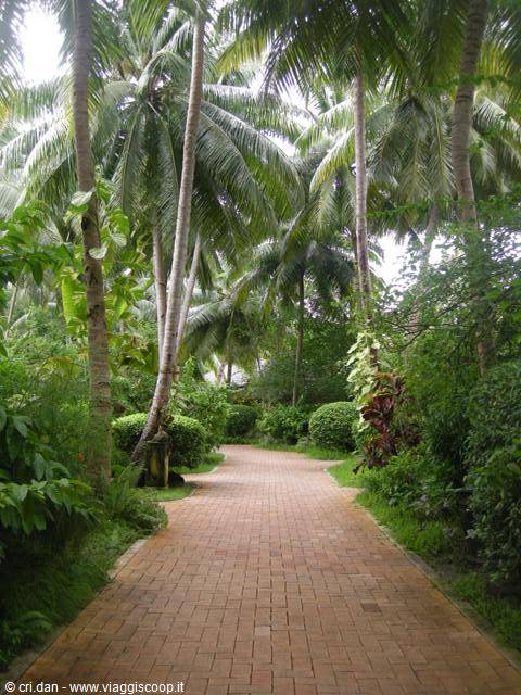 Red brick path winding between coconut palms and bushes under soft light