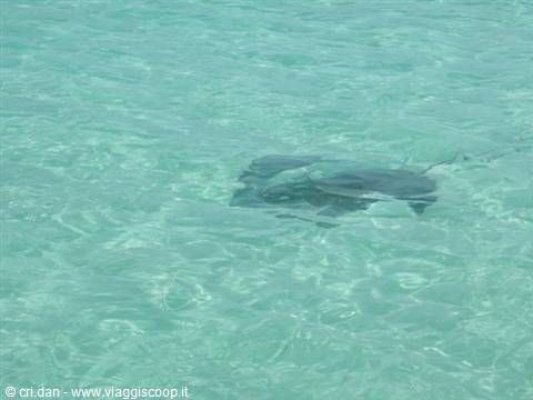 A stingray glides beneath clear, shallow turquoise water