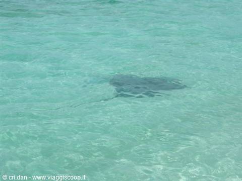 A stingray glides beneath clear turquoise water, rippling sunlit surface