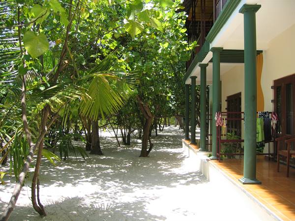The little paths with the Mangroves