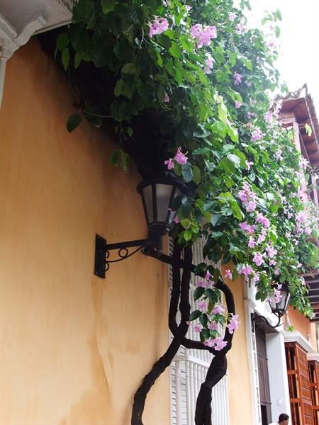 Pink flowering vine over ochre wall and black lantern in Cartagena