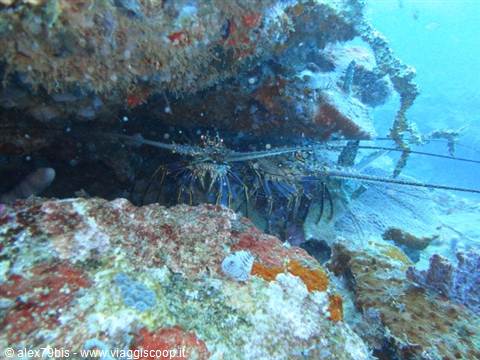 A spiny lobster hiding among coral rocks underwater, blue light