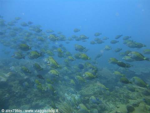 School of tropical fish swimming over the underwater coral reef