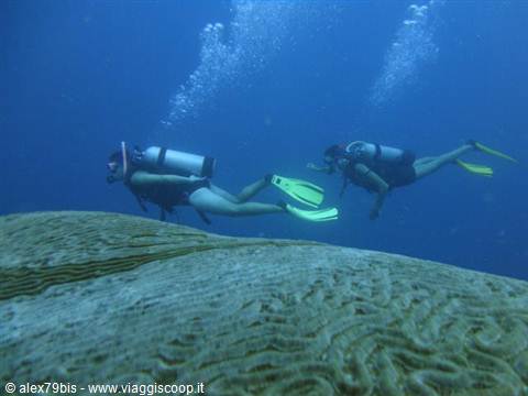 Two scuba divers with yellow fins swim above a large coral formation